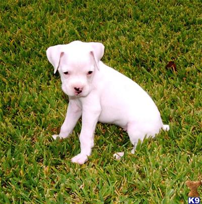Puppies in GA